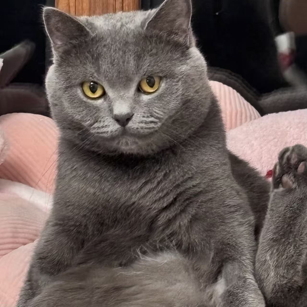 furry 5